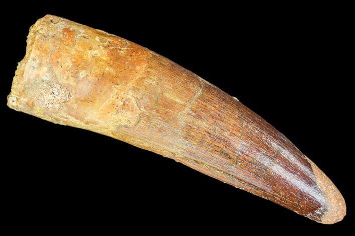 Spinosaurus Tooth - Partial Root #106738